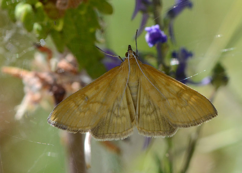 Crambidae Mecyna lutealis ?